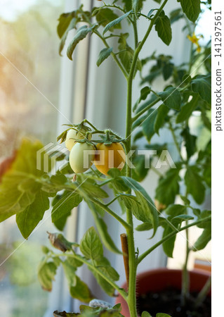 Home-grown Cherry Tomatoes Ripening on a Windowsill 141297561