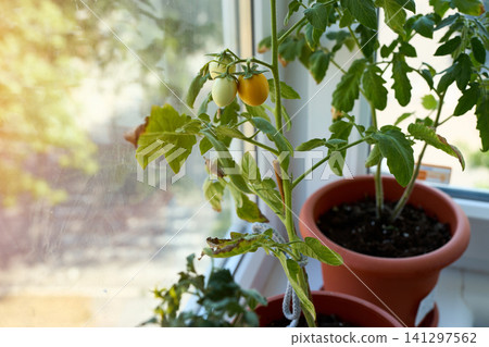 Home-grown Cherry Tomatoes Ripening on a Windowsill Home-grown Cherry Tomatoes Ripening on a Windowsill 141297562