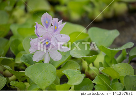 Water hyacinth 141297681