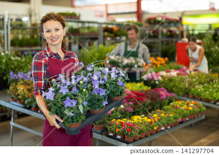 Middle-aged saleswoman holding garden-pots with campanula Middle-aged saleswoman holding garden-pots with campanula 141297704