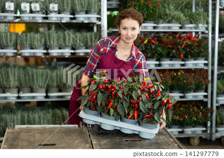 Woman seller examines seedlings of red pepper, before sending them to customer 141297779