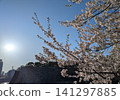 陽光下盛開的春櫻與城堡遺址交相輝映 / 大阪城櫻花 141297885