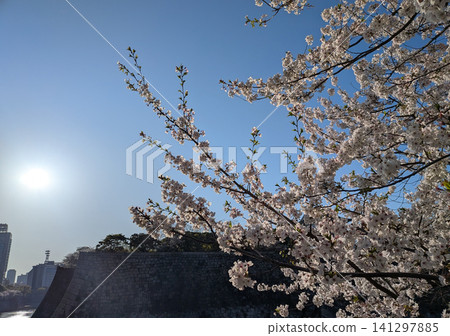 陽光下盛開的春櫻與城堡遺址交相輝映 / 大阪城櫻花 陽光下盛開的春櫻與城堡遺址交相輝映 / 大阪城櫻花 141297885