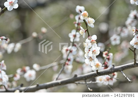Plum blossoms at Tagami Plum Grove Park (Tagami Town, Niigata Prefecture) Plum blossoms at Tagami Plum Grove Park (Tagami Town, Niigata Prefecture) 141297891