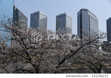 Cherry blossoms at Osaka Castle Park Cherry blossoms at Osaka Castle Park 141298231