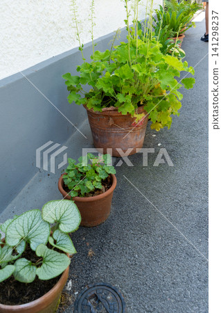 Potted Green Plants on the Asphalt Alley near a Grey Wall of the Cozy House in Backyard Potted Green Plants on the Asphalt Alley near a Grey Wall of the Cozy House in Backyard 141298237