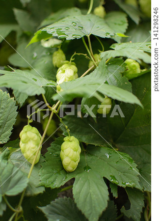 Green hop cones growing on a vine with fresh leaves after rain. Natural agriculture and brewing ingredient concept for beer production and organic farming Green hop cones growing on a vine with fresh leaves after rain. Natural agriculture and brewing ingredient concept for beer production and organic farming 141298246