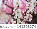 White plum 141298274