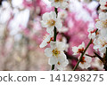 White plum 141298275