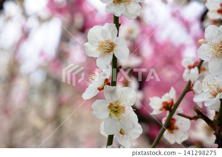 White plum White plum 141298275