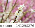 White plum 141298276