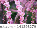 Weeping red plum 141298279