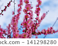 Kobai 141298280