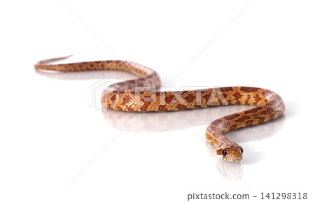corn snake corn snake 141298318