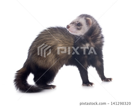 brown ferret 141298320