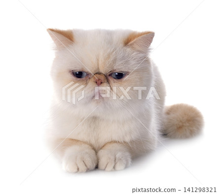 exotic shorthair cat exotic shorthair cat 141298321
