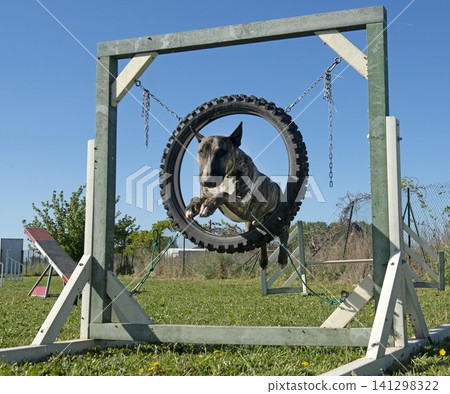training of agility training of agility 141298322