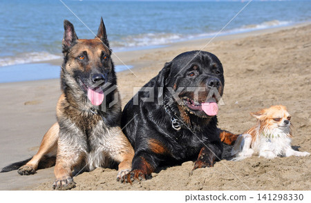 belgian shepherd, rottweiler, chihuahua and beach belgian shepherd, rottweiler, chihuahua and beach 141298330