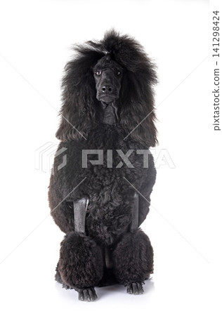 black standard poodle black standard poodle 141298424