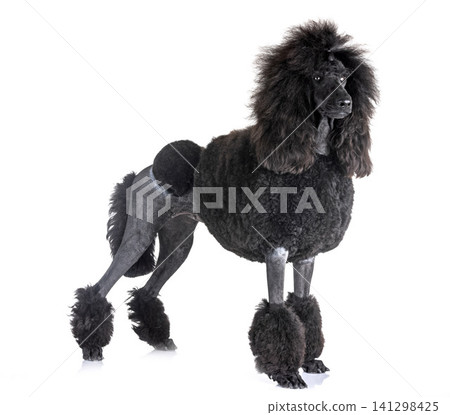 black standard poodle 141298425