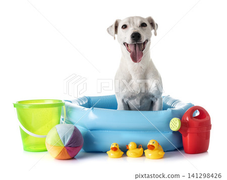 jack russel terrier jack russel terrier 141298426