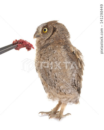 Eurasian scops owl 141298449
