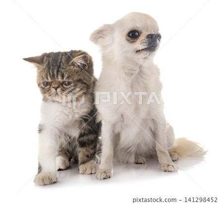 exotic shorthair kitten and chuihuahua exotic shorthair kitten and chuihuahua 141298452