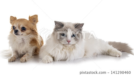 ragdoll cat and chihuahua ragdoll cat and chihuahua 141298460