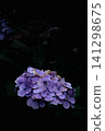 Hydrangea flowers, close-up, early summer garden, low-key plant photography. 141298675