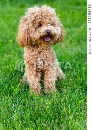 small maltipoo portrait with selective focus background small maltipoo portrait with selective focus background 141298918