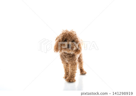 cute maltipoo dog isolated on white background cute maltipoo dog isolated on white background 141298919