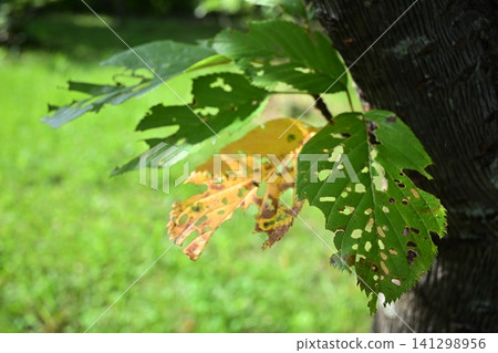 leaf leaf 141298956
