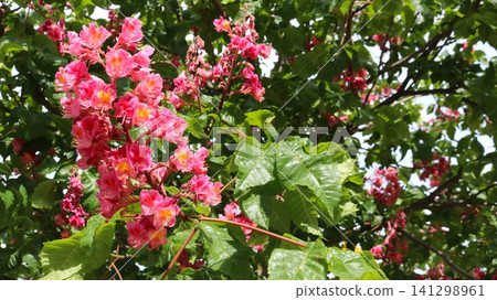 A close-up of a lush pink chestnut inflorescence with vibrant yellow centers. The large, fresh flowers stand out against the lush green foliage and branches of the tree on a clear, sunny day. A close-up of a lush pink chestnut inflorescence with vibrant yellow centers. The large, fresh flowers stand out against the lush green foliage and branches of the tree on a clear, sunny day. 141298961