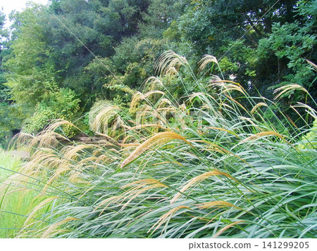 Susuki swaying in the wind Susuki swaying in the wind 141299205