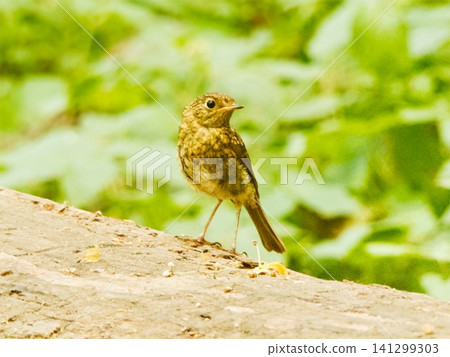 Juvenile european robin perching on natural wood Juvenile european robin perching on natural wood 141299303