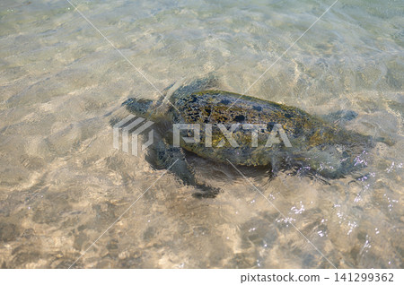 Sea Turtle Swimming in Clear Waters of Sri Lanka's South Coast Sea Turtle Swimming in Clear Waters of Sri Lanka's South Coast 141299362