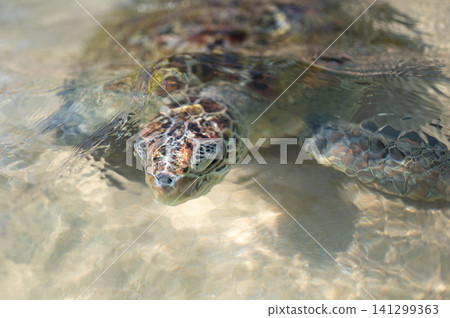 Close-Up of a Sea Turtle Swimming in Clear Waters off the South Close-Up of a Sea Turtle Swimming in Clear Waters off the South 141299363