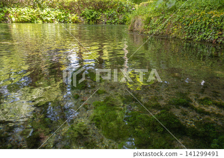 白川泉池和鬱鬱蔥蔥的綠色景色-熊本縣 白川泉池和鬱鬱蔥蔥的綠色景色-熊本縣 141299491