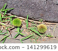 Unripe chestnuts lying on the roadside 141299619