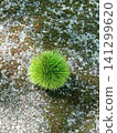 Unripe chestnuts that have fallen onto the road 141299620