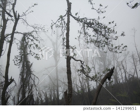 Jungle in the mountains in the fog after a storm. Forest in the fog. Trees, palm trees and branches are broken around after a volcanic eruption. 141299651