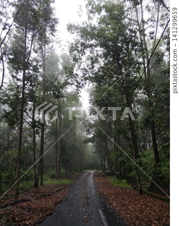 A road in the mountains in the fog after a storm. Around and on the way are broken trees and branches after a volcanic eruption. 141299659