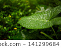Close-up of a tropical plant leaf with dew. 141299684