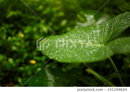 Close-up of a tropical plant leaf with dew. 141299684