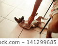 A man is playing with a stray puppy, and the dog bites his hand. 141299685