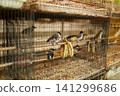 An old bird cage and bird are sold at an Asian market. 141299686