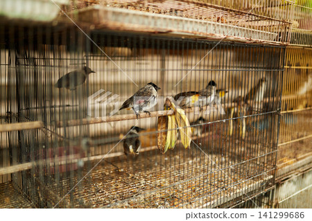 An old bird cage and bird are sold at an Asian market. An old bird cage and bird are sold at an Asian market. 141299686