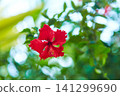 Red tropical hibiscus flower in a green garden. 141299690