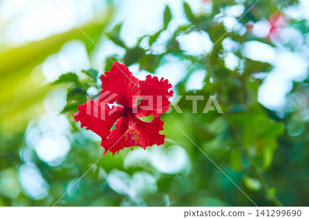 Red tropical hibiscus flower in a green garden. 141299690