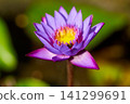 Close-up of a large purple water lotus on a lake. 141299691